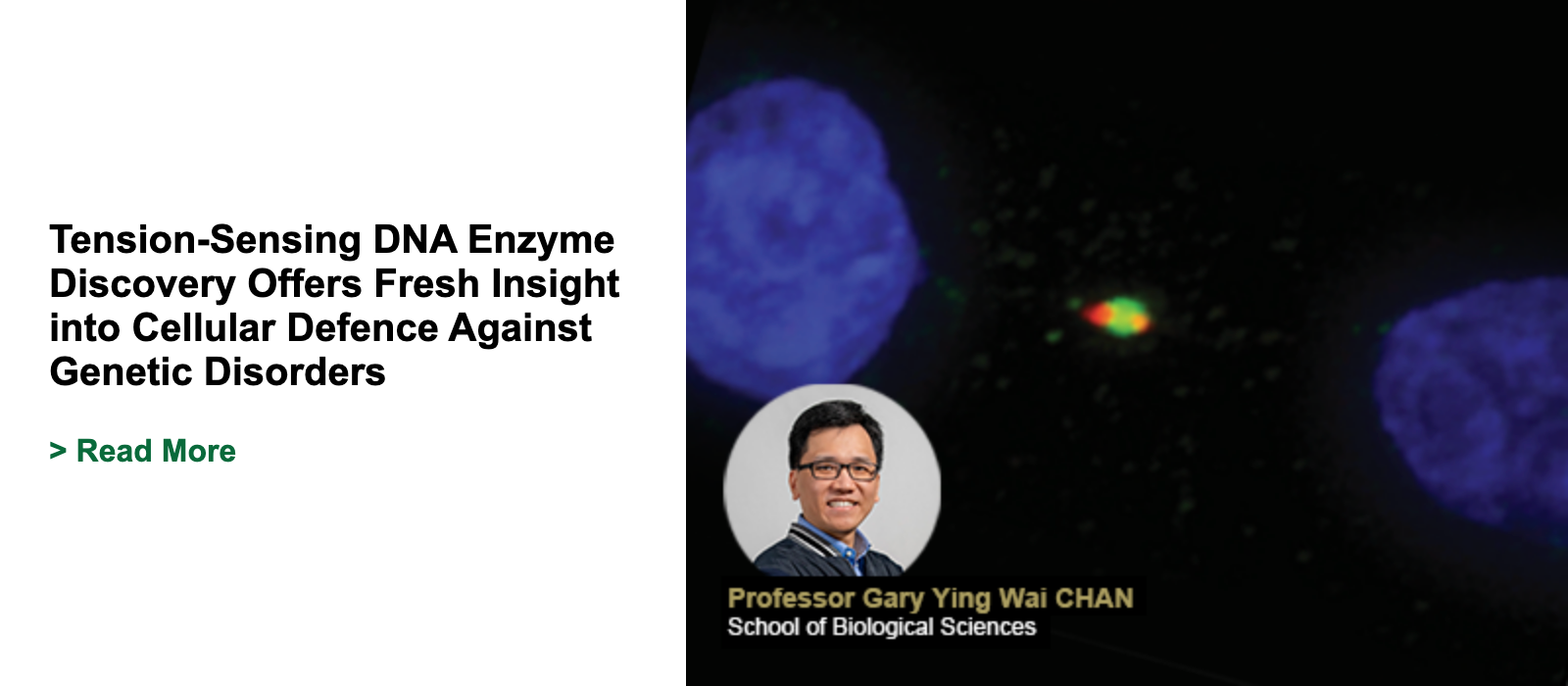 Tension-Sensing DNA Enzyme Discovery Offers Fresh Insight into Cellular Defence Against Genetic Disorders